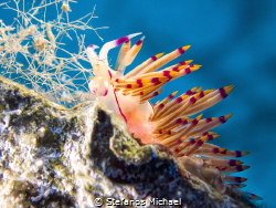 Red-lined flabellina - Coryphellina rubrolineata by Stefanos Michael 